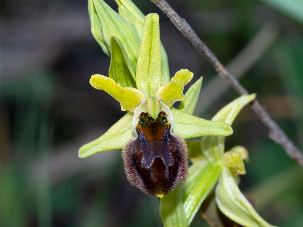 Ophrys sphegodes?