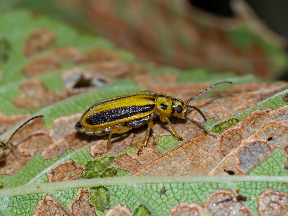 Chrysomelidae: Xanthogaleruca luteola