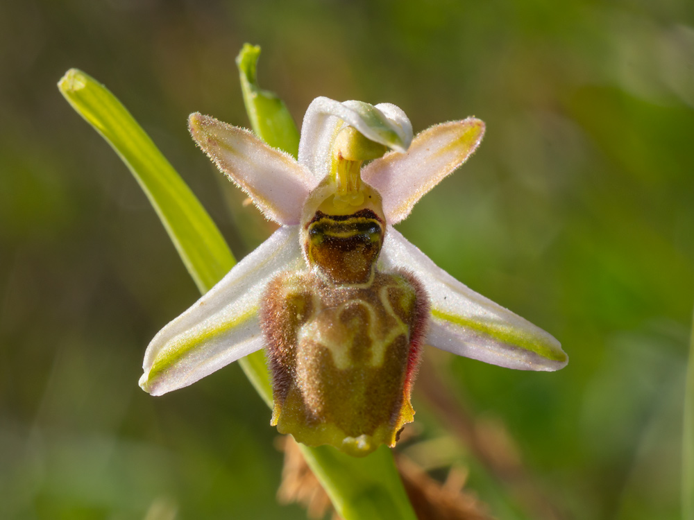 Ophrys da deteminare
