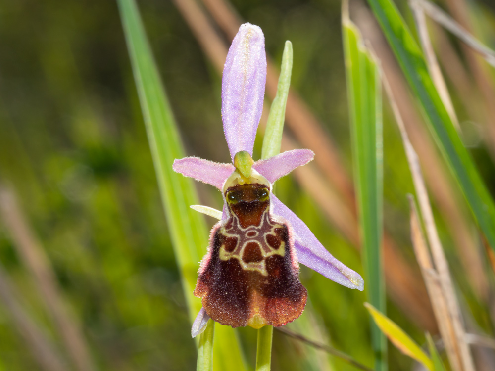 Ophrys da deteminare