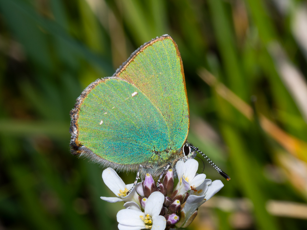 Callophrys rubi