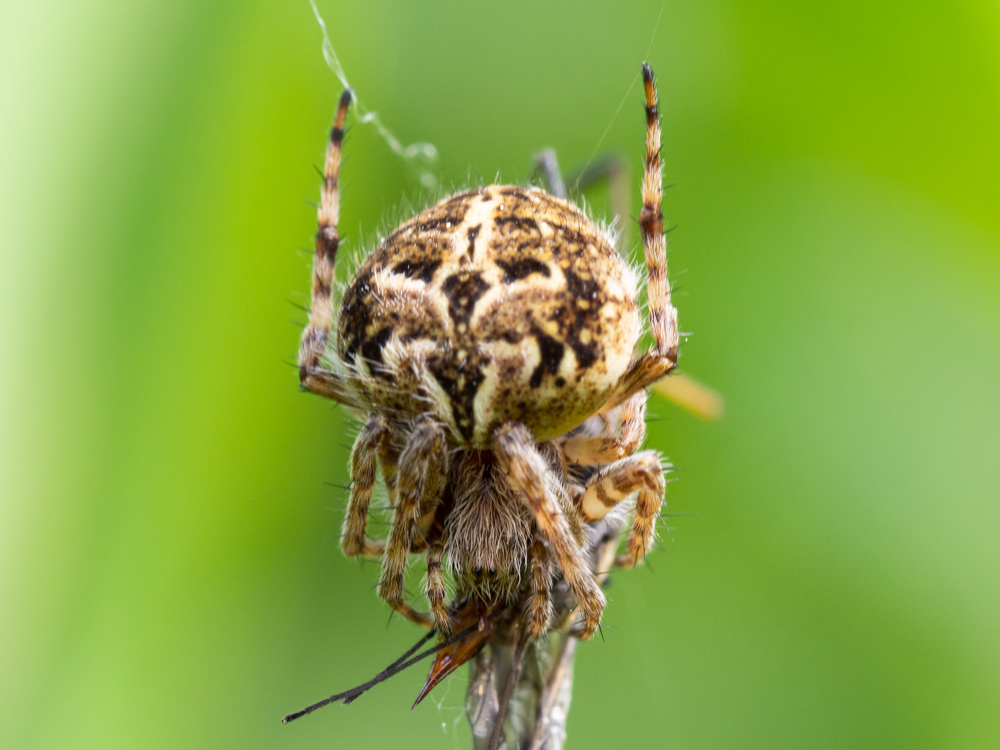 Agalenatea redii?  S  -  Scansano (GR)