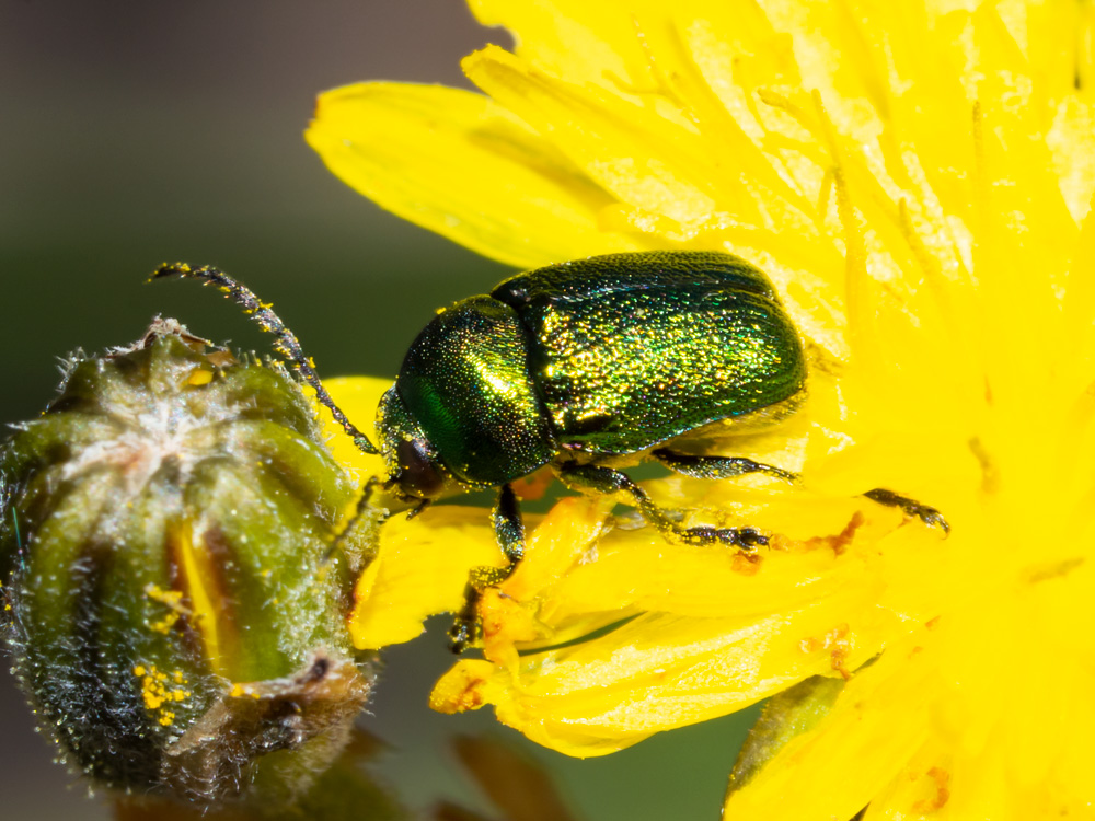 Chrysomelidae: Cryptocephalus samniticus