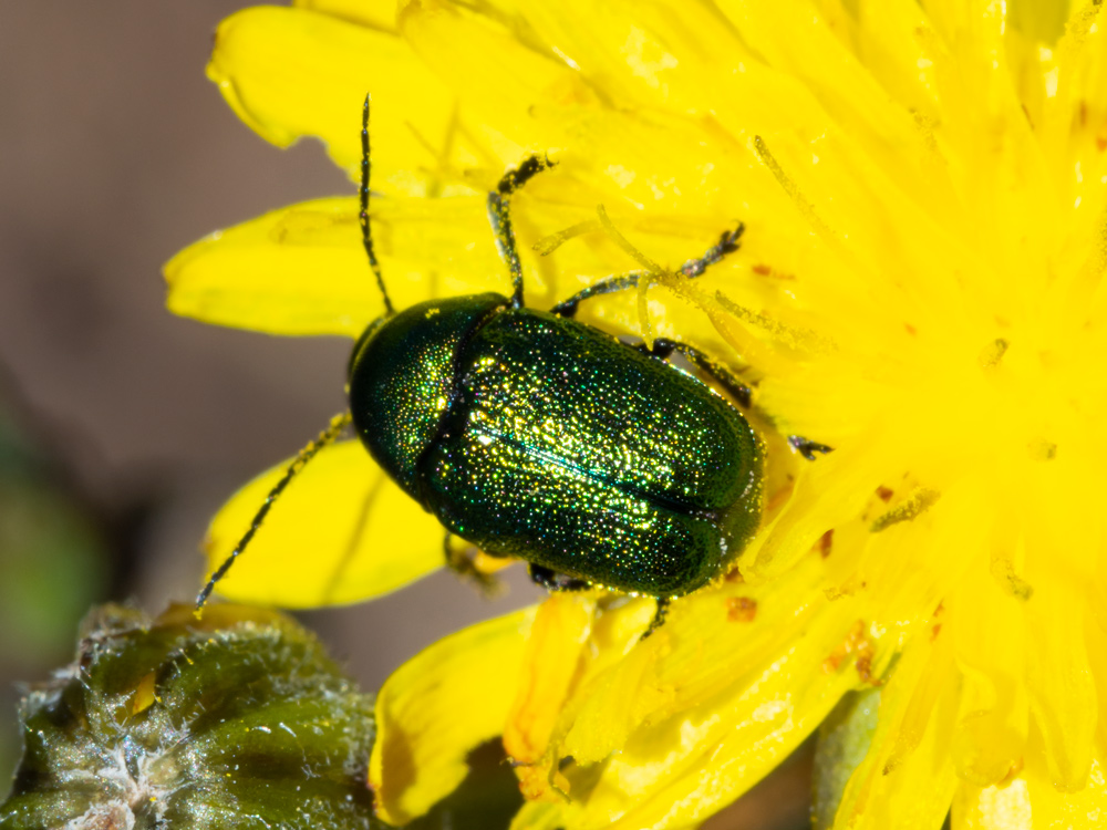 Chrysomelidae: Cryptocephalus samniticus