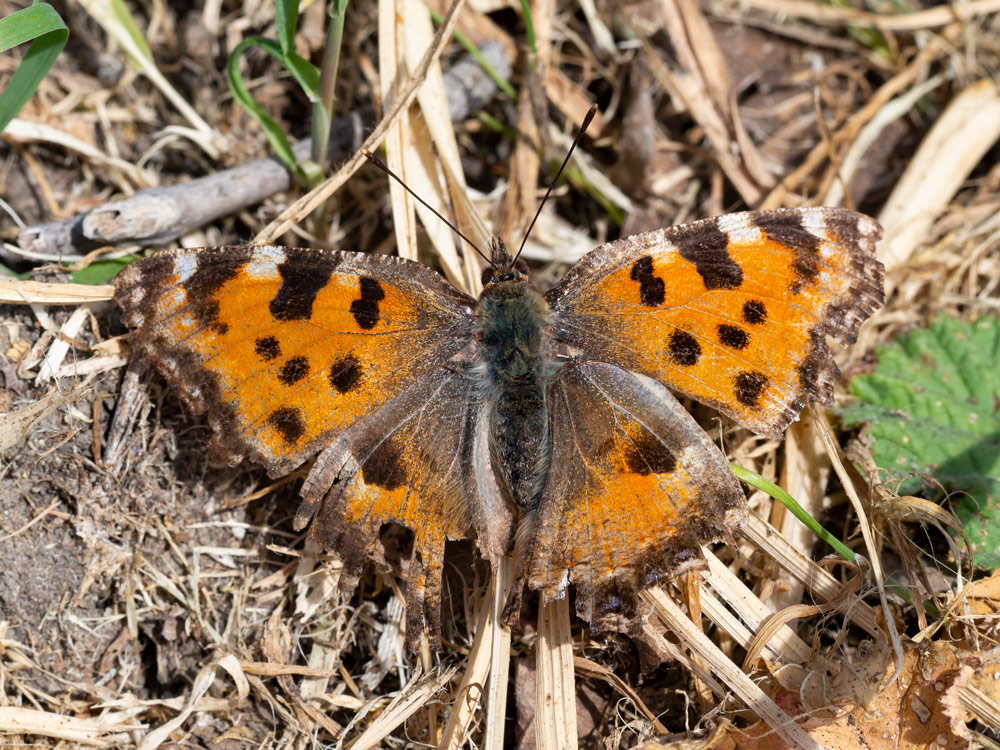 Nymphalis polychloros?  S !