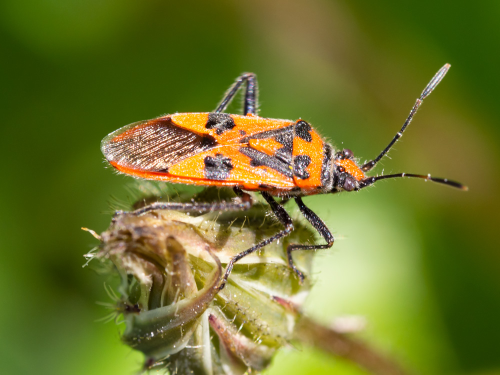 Rhopalidae: Corizus hyoscyami hyoscyami