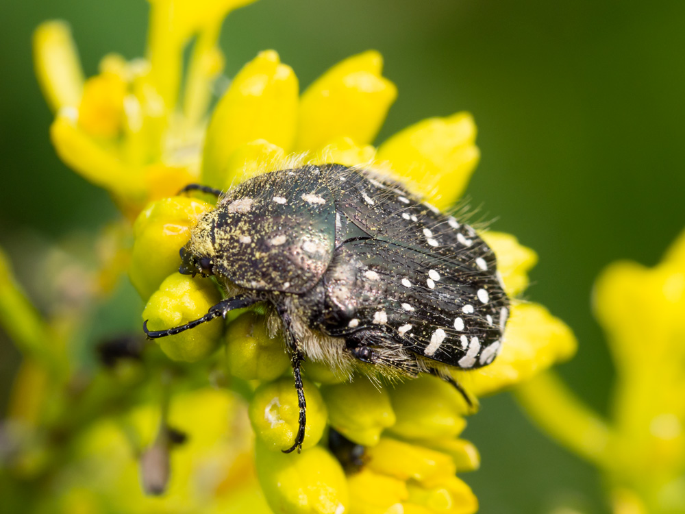 Cetoniidae: Oxythyrea funesta? S.