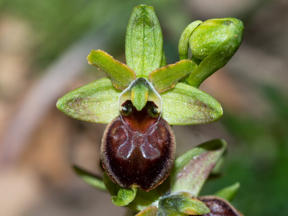 Ophrys sphegodes?