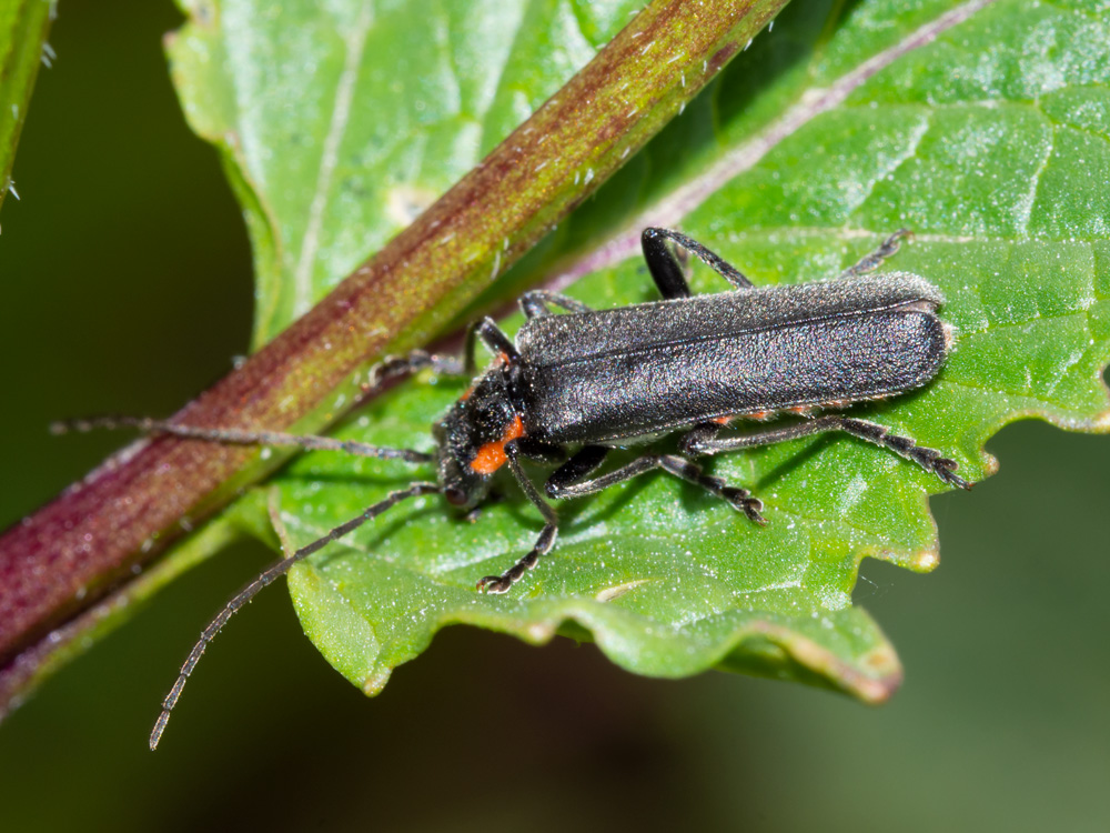 Aiuto identificazione: Cantharissp. (C. obscura o C. liburnica)