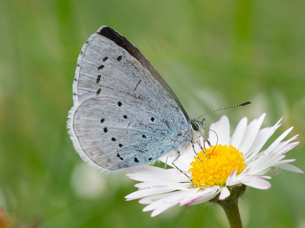 Celastrina argiolus - Lycaenidae