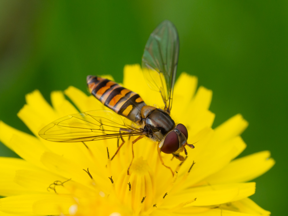 Syrphidae: Episyrphus balteatus, femmina