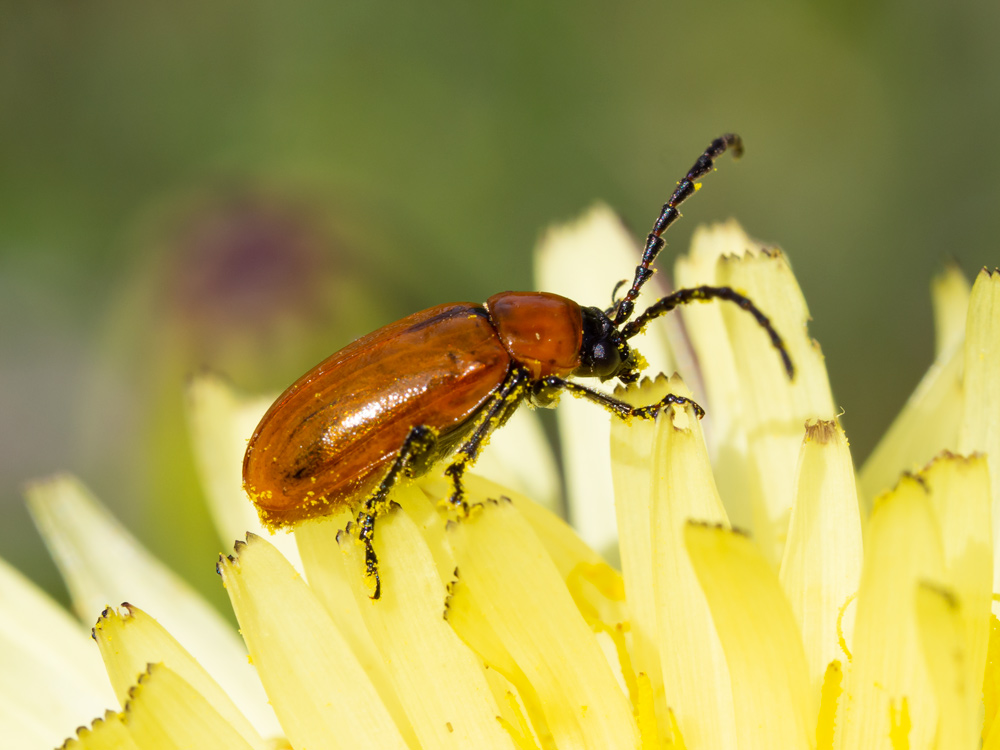 Chrysomelidae: Exosoma lusitanicum