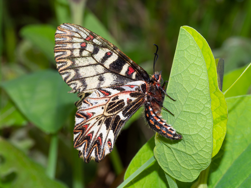 Zerynthia polyxena?  Zerynthia cassandra