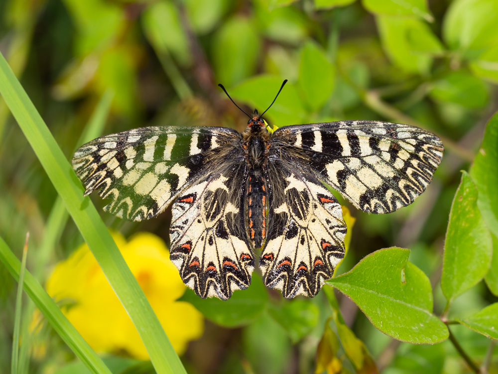 Zerynthia polyxena?  Zerynthia cassandra