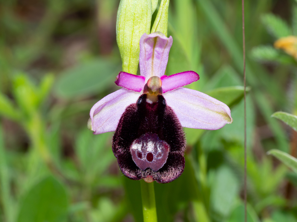 Ophrys bertolonii?