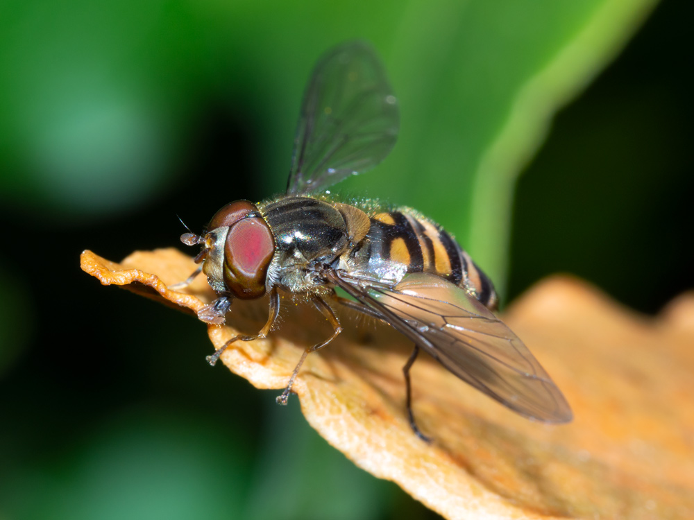 Episyrphus balteatus?.... cfr.