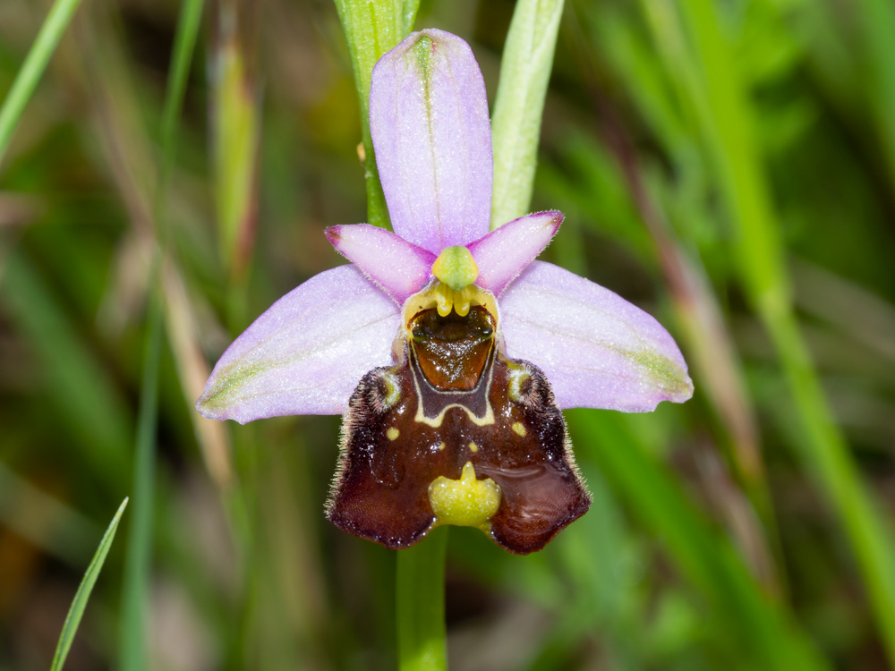 Ophrys holosericea conferma id