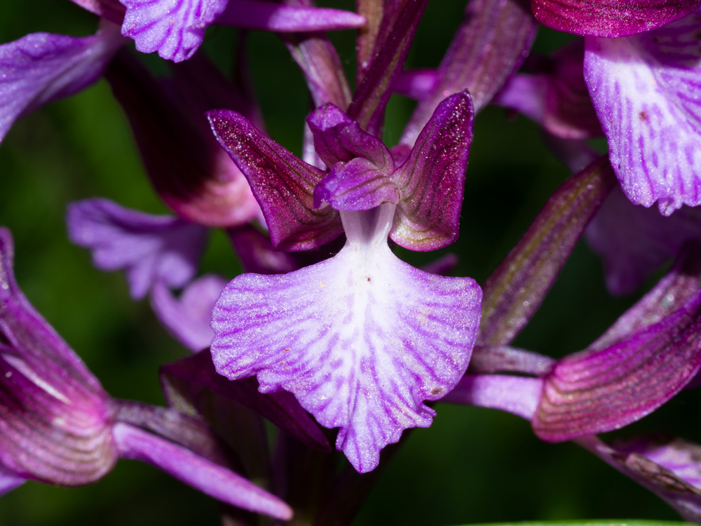 Anacamptis papilionacea