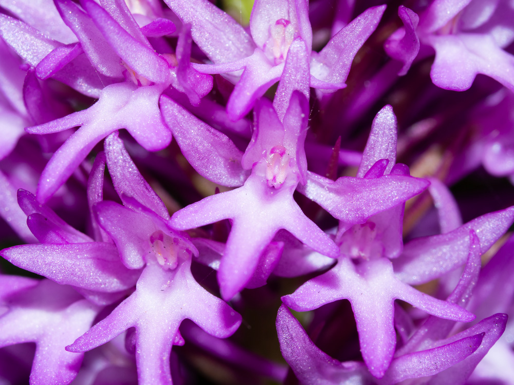 Anacamptis pyramidalis