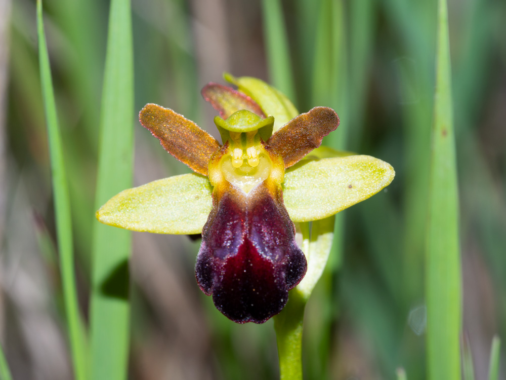 Ophrys fusca?