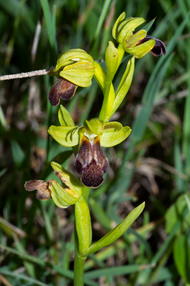 Ophrys fusca?