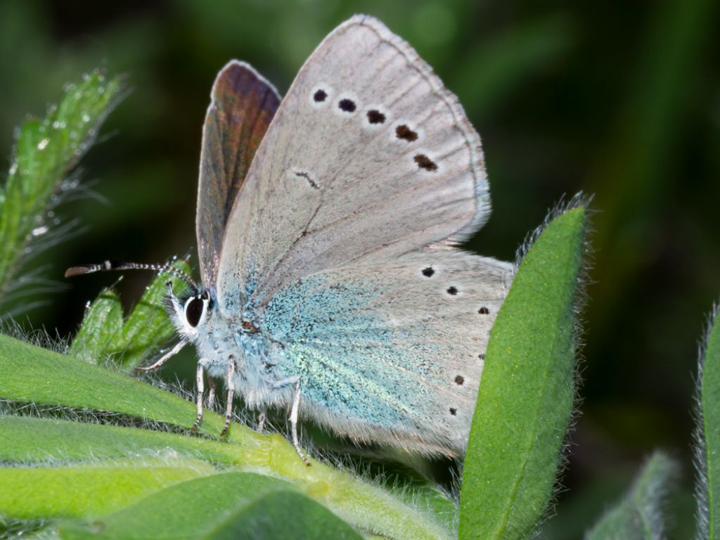 Lycaenidae: Glaucopsyche alexis