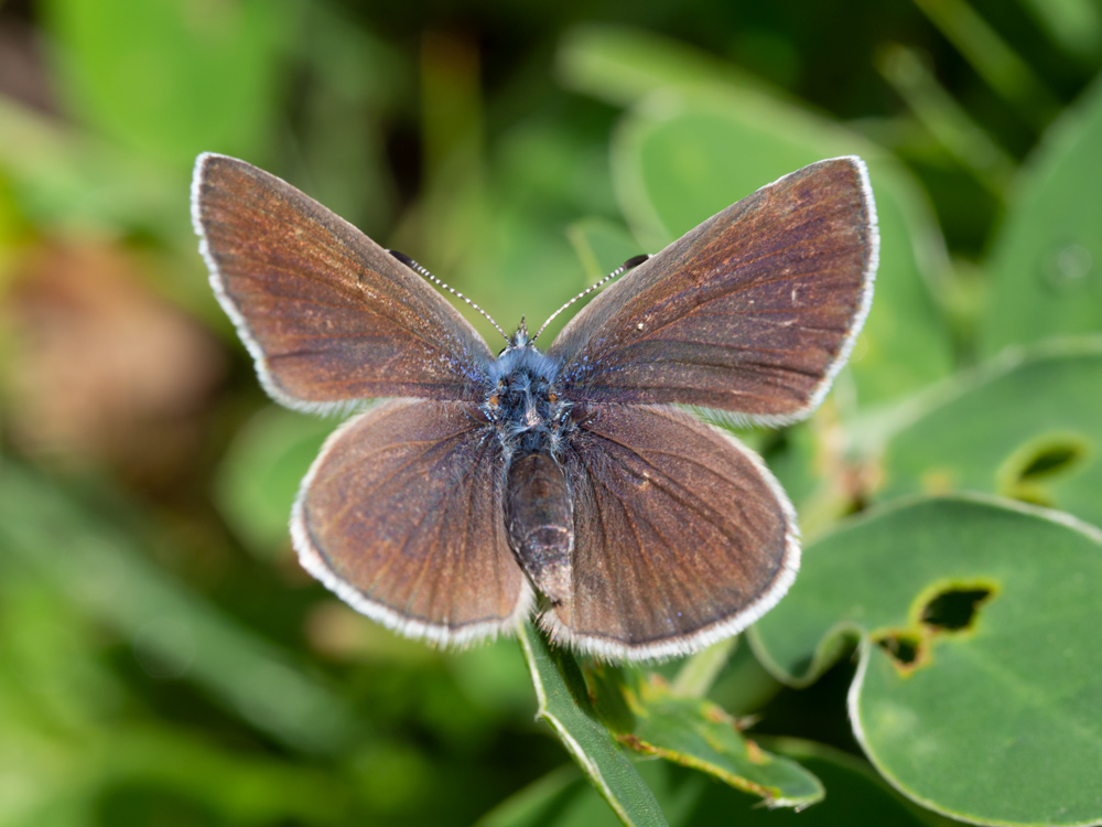 Lycaenidae: Glaucopsyche alexis