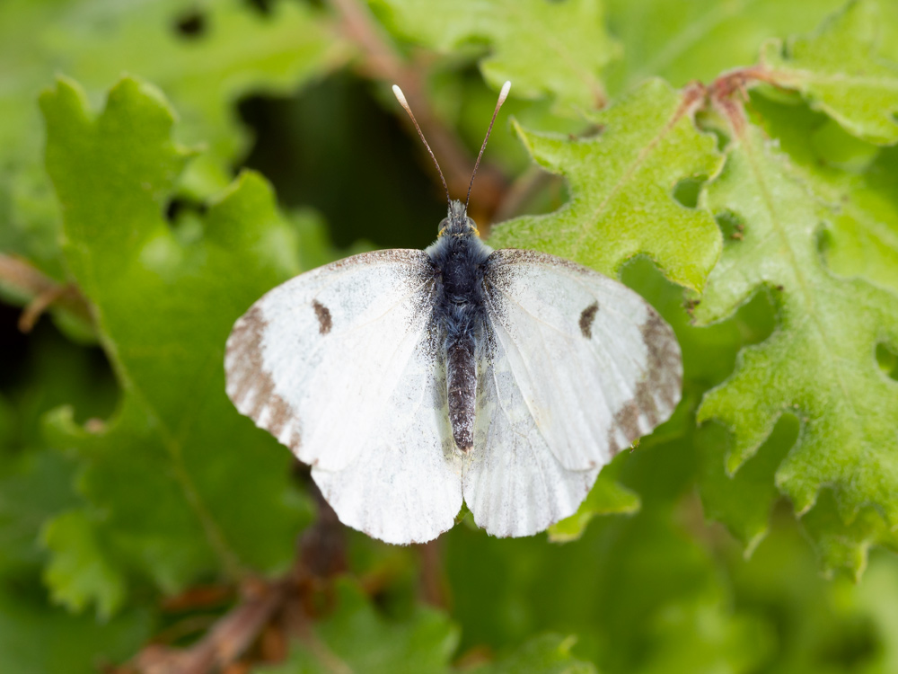 Pieridae: Anthocharis cardamines, femmina