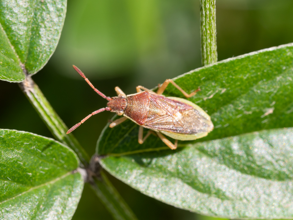 Rhopalidae: Maccevethus sp.