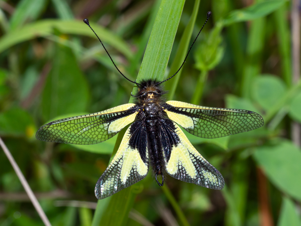 Libelloides coccajus?  S, maschio