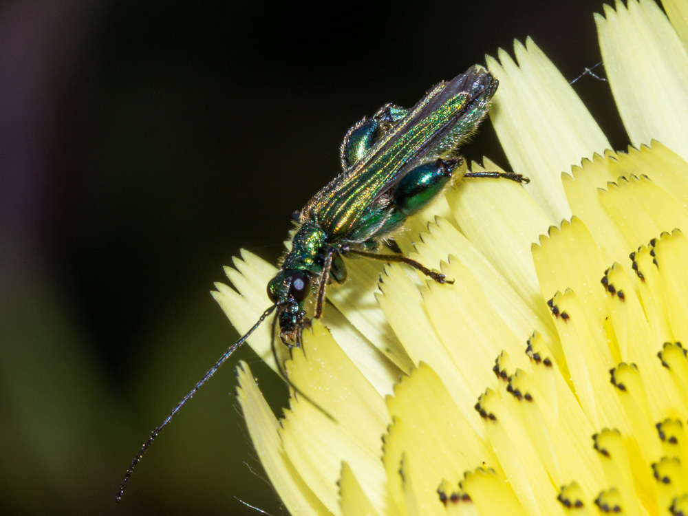 Oedemeridae: Oedemera nobilis? Si, maschio