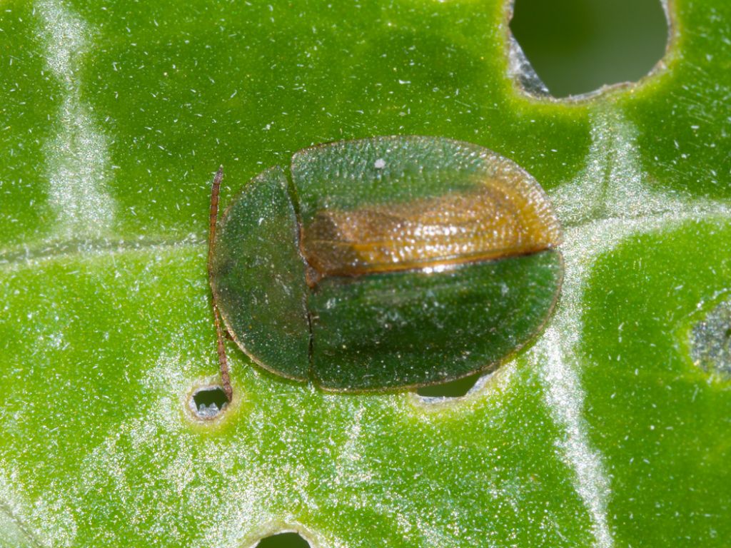 Cassida cfr. viridis