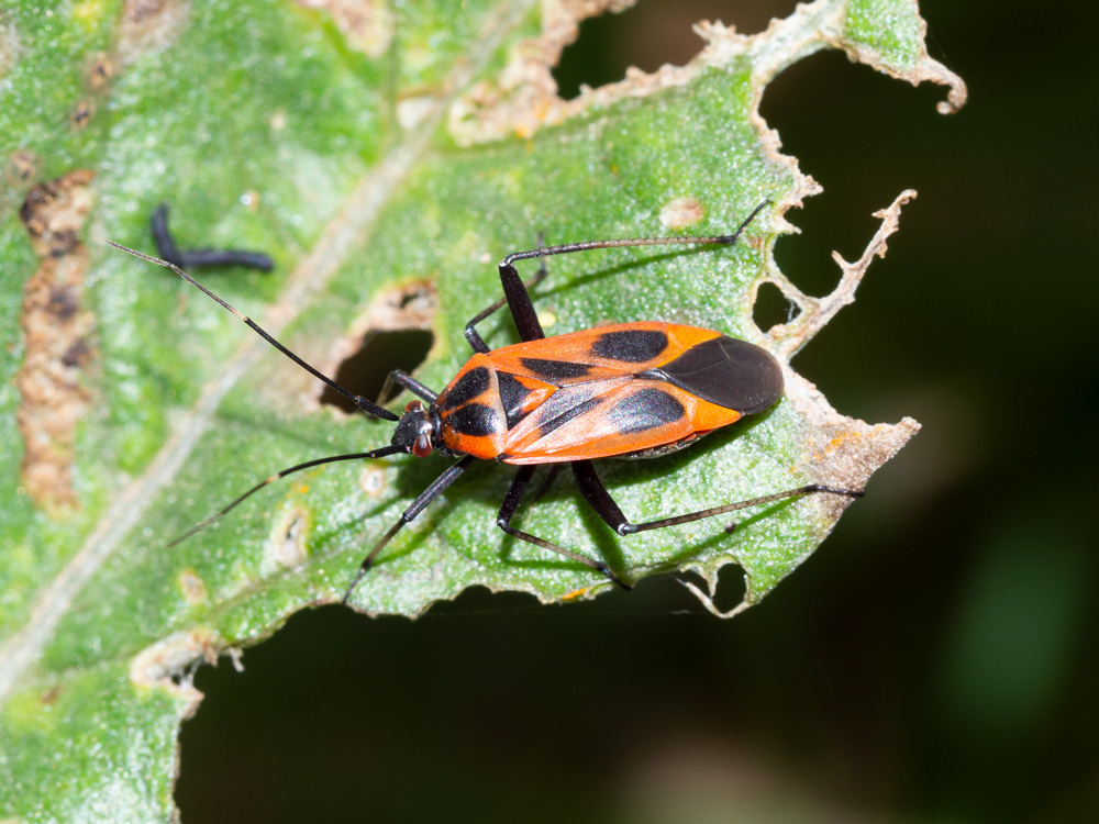 Miridae: Calocoris nemoralis f. hispanica