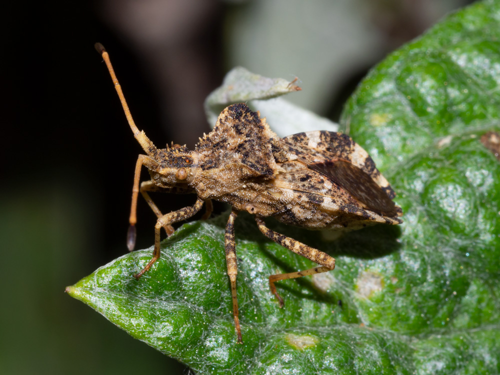 Centrocoris variegatus? S !