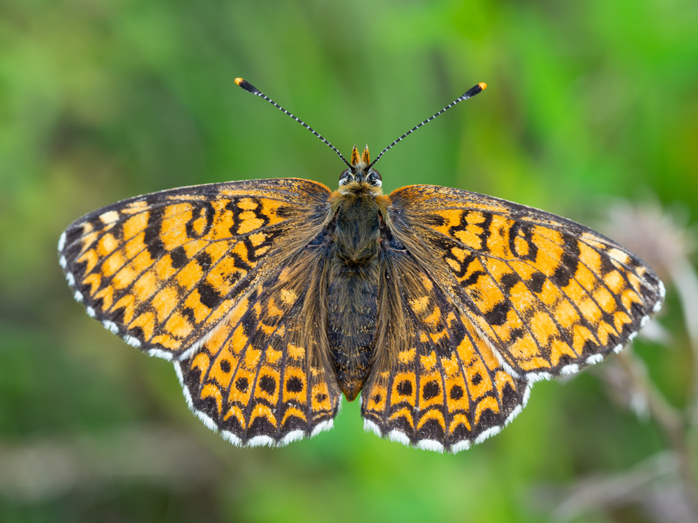Melitaea didyma?  No, Melitaea phoebe, femmina