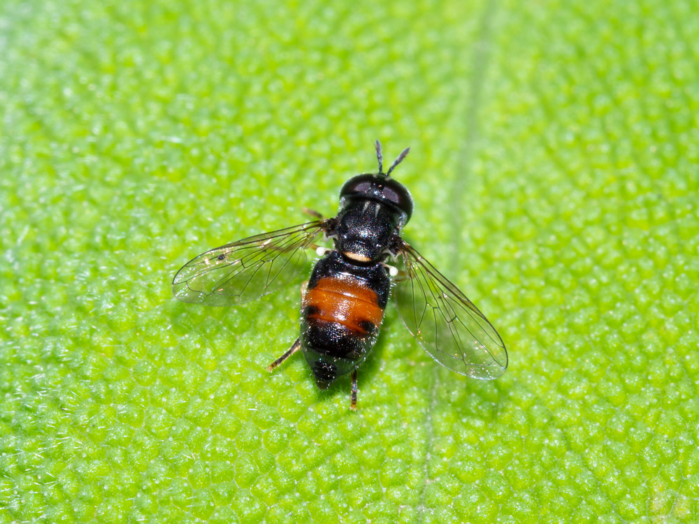Paragus bicolor (Syrphidae) ?  S