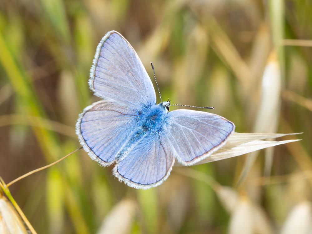 Lycaenidae: Polyommatus sp., maschio