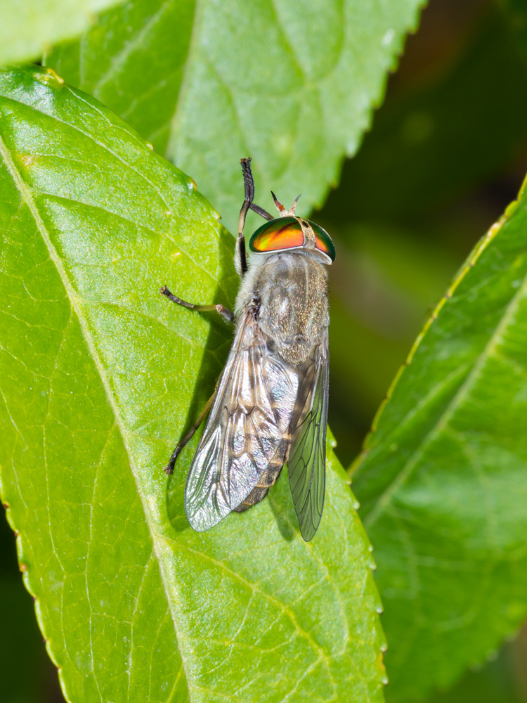 Tabanus sp., femmina