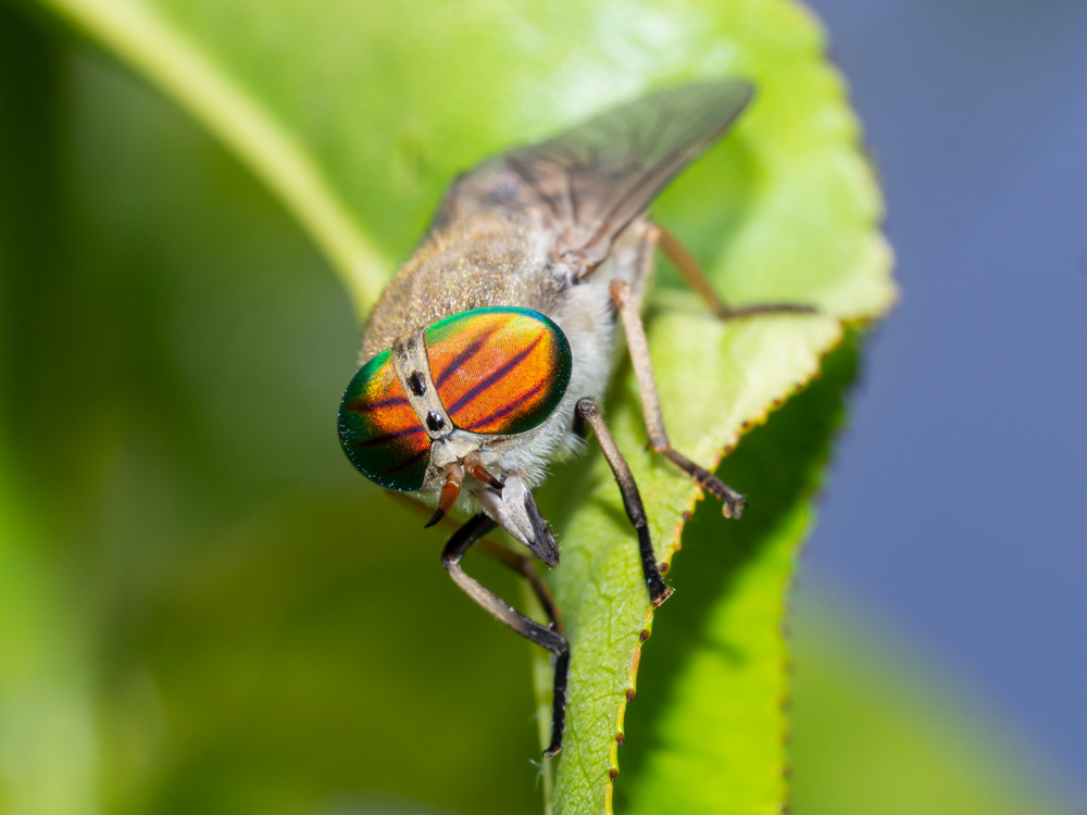 Tabanus sp., femmina