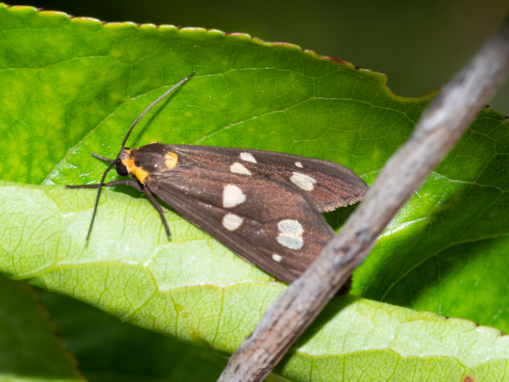 Dysauxes famula - Erebidae