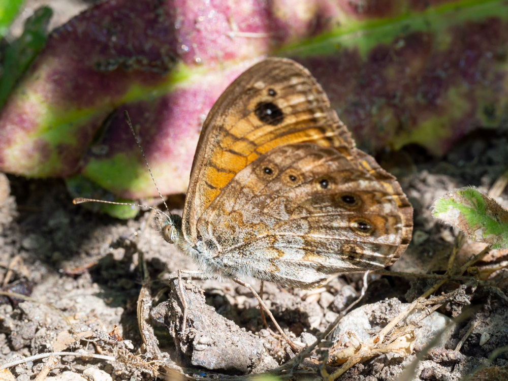 Lasiommata megera? S�