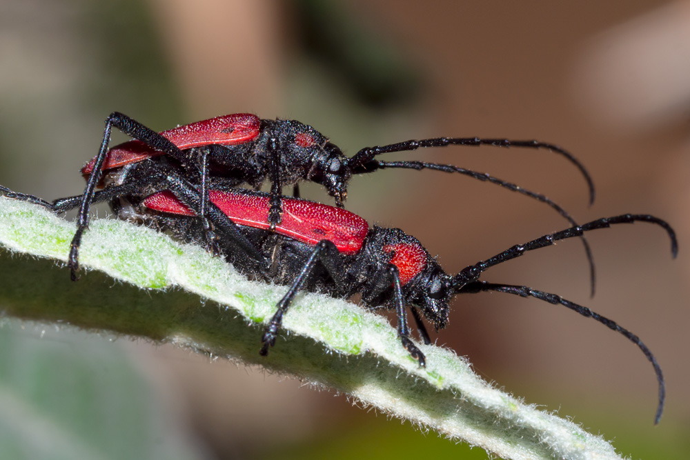 Cerambycidae: Purpuricenus kaehleri