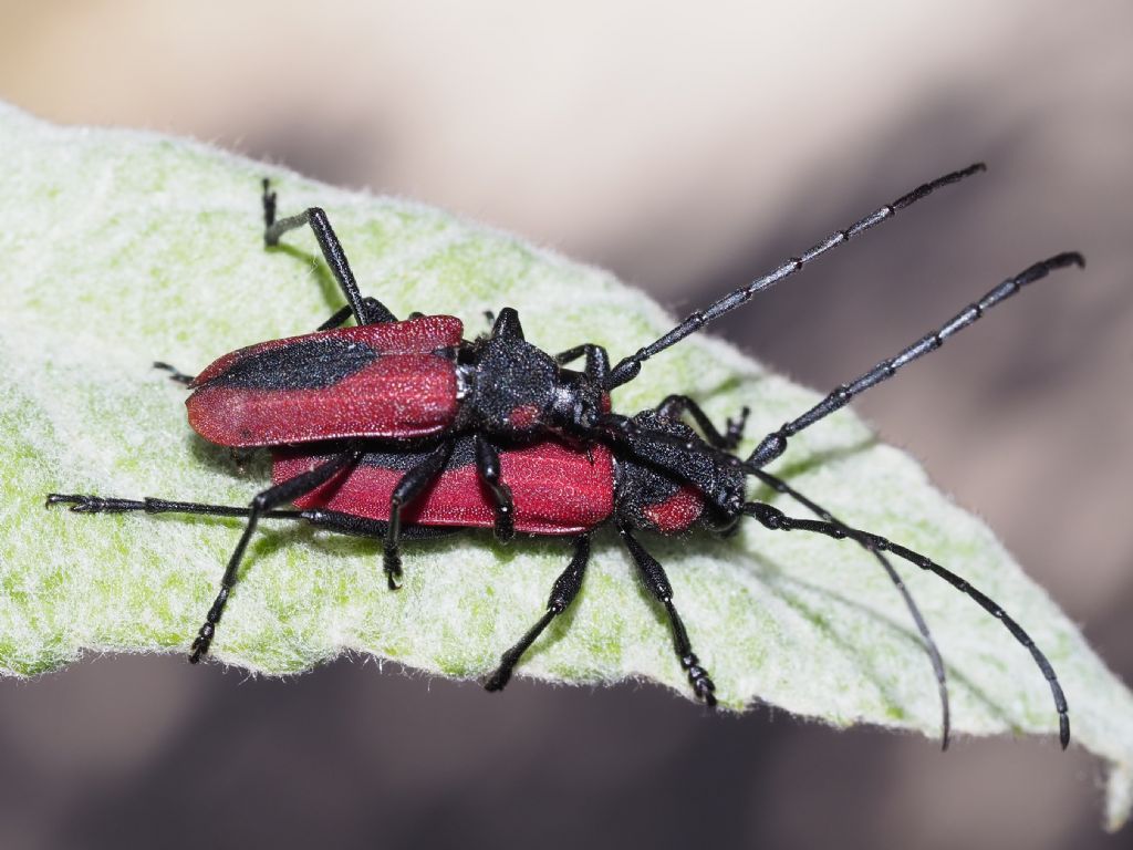 Cerambycidae: Purpuricenus kaehleri