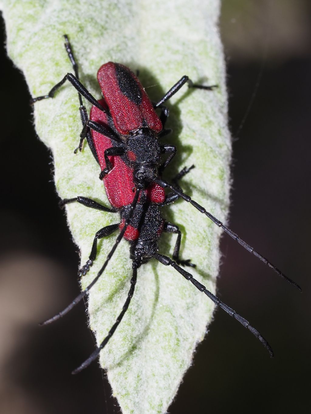 Cerambycidae: Purpuricenus kaehleri