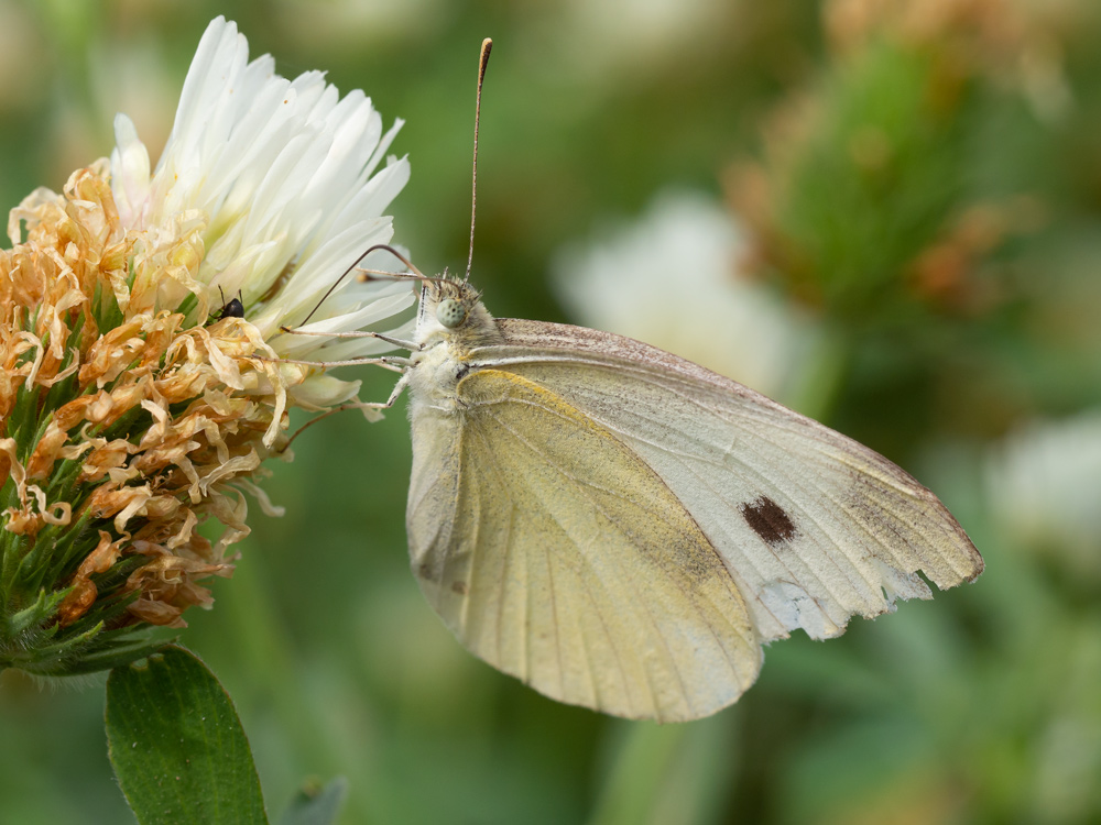 Pieridae da identificare