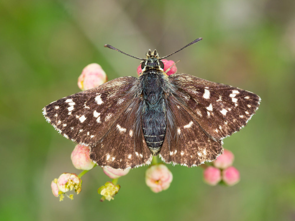 Pyrgus sp? No, Spialia sertorius