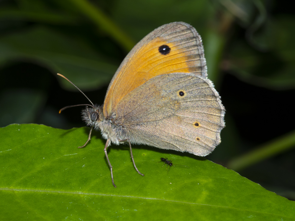 Coenonympha pamphylus? No,Maniola jurtina (Nymphalidae)