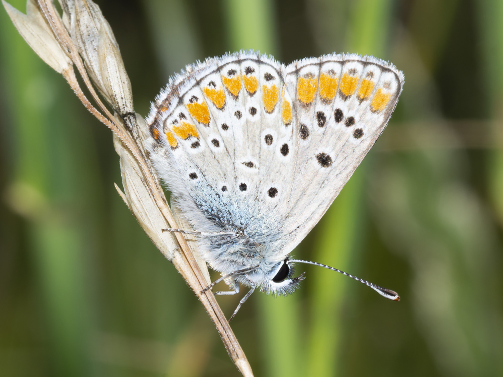 Lycaenidae: Aricia agestis?  S