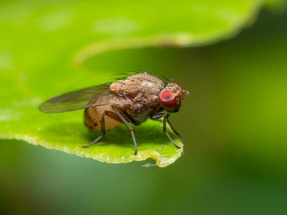 Lauxaniidae: Minettia cfr. gr. fasciata