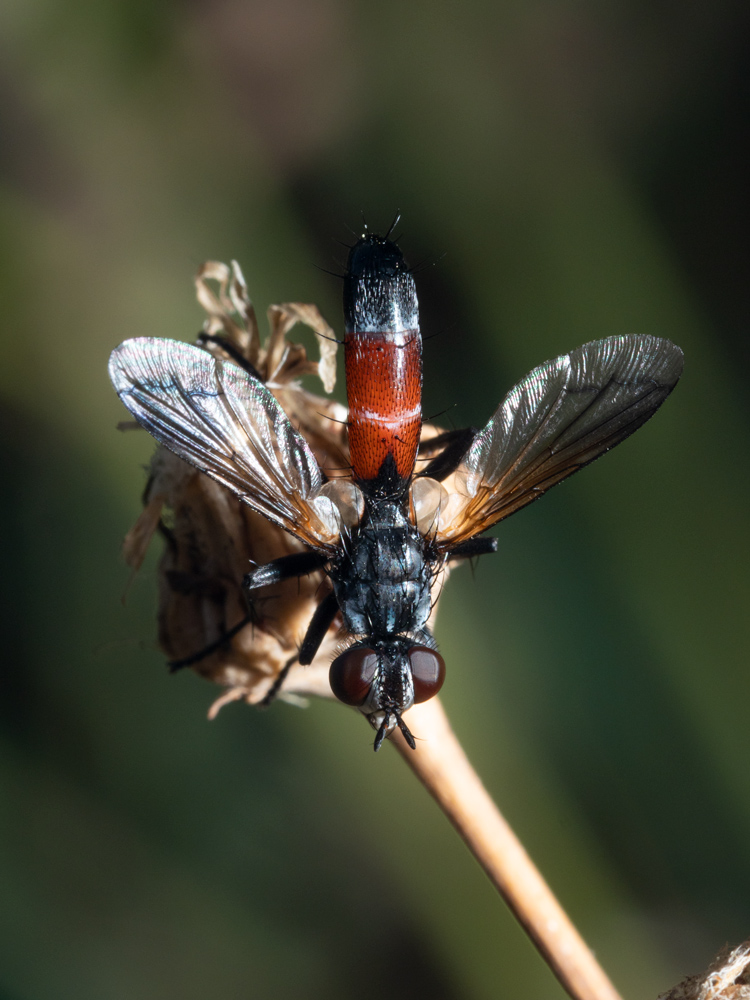 Tachinidae: Cylindromyia cfr. intermedia